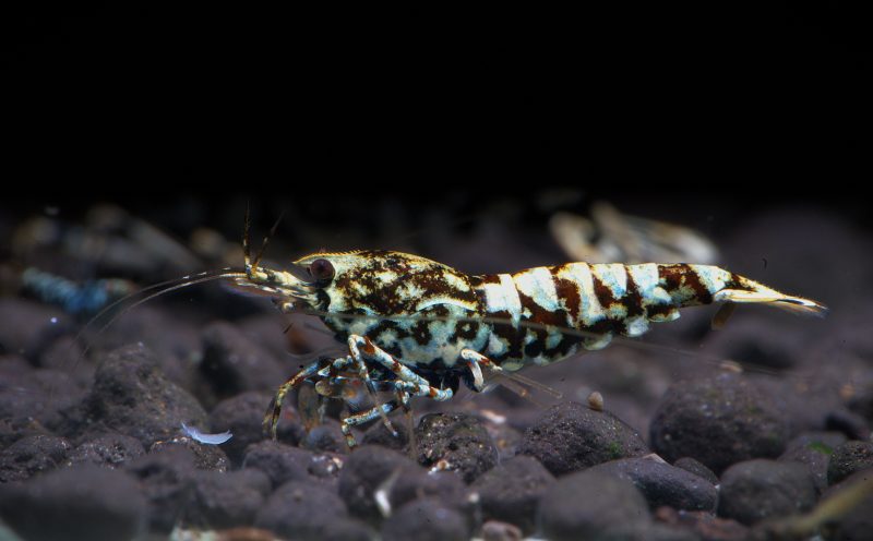 1x Male Black Galaxy Snowflake Fishbone - Image 2