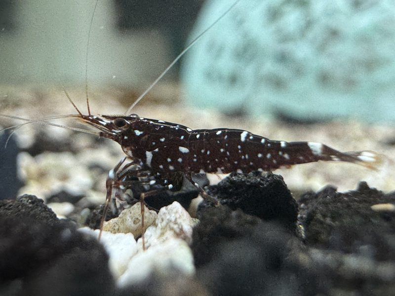 Galaxy Common - Sulawesi - Caridina Dennerli - Ảnh 2