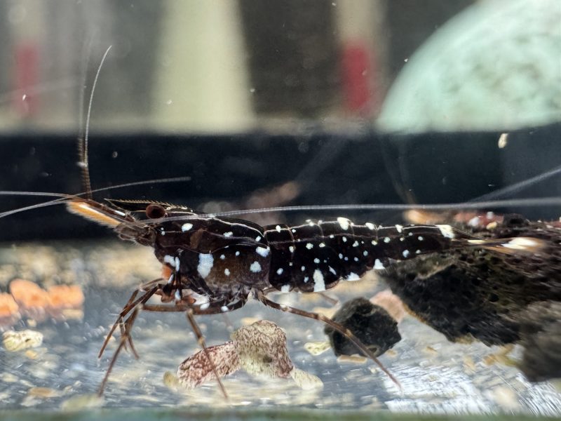 Galaxy Common - Sulawesi - Caridina Dennerli