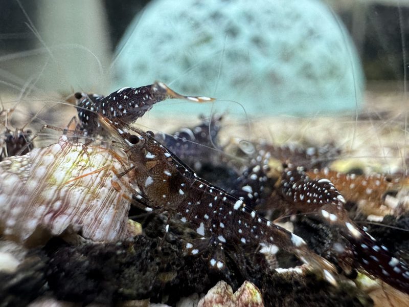 Galaxy Common - Sulawesi - Caridina Dennerli - Ảnh 3
