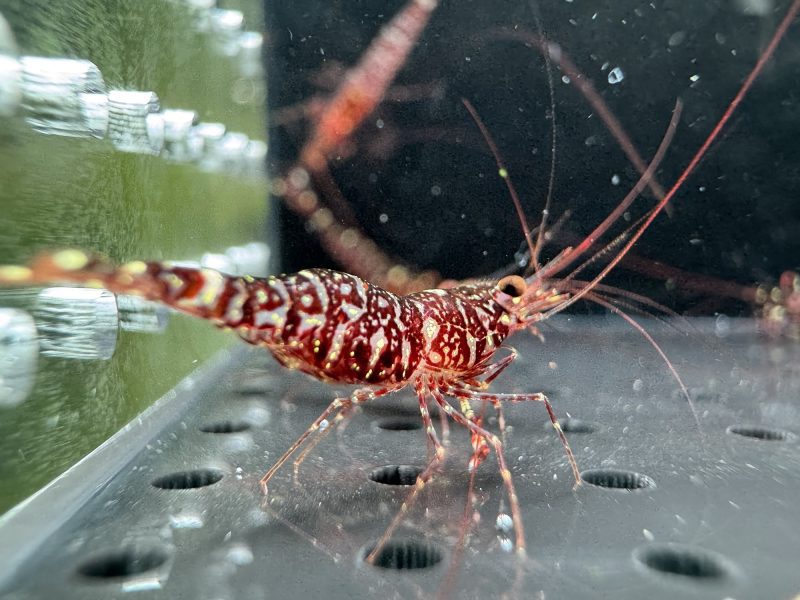 Zebra Orchid - Sulawesi - Caridina Glaubrechti - Ảnh 3