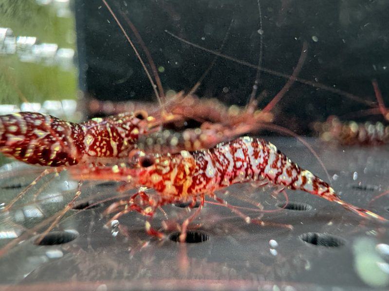 Zebra Orchid - Sulawesi - Caridina Glaubrechti - Ảnh 6