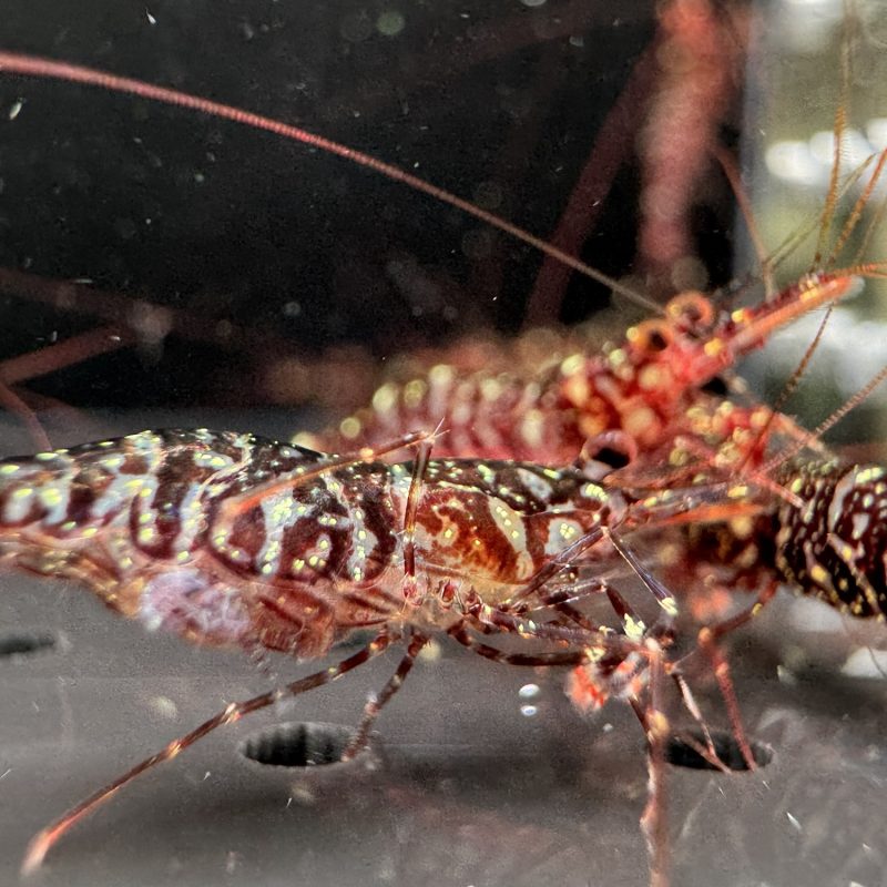 Zebra Orchid - Sulawesi - Caridina Glaubrechti