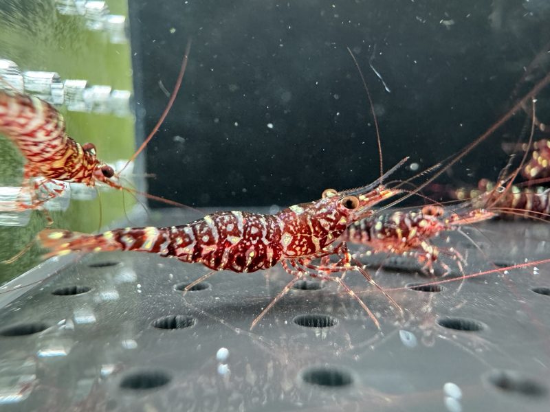 Zebra Orchid - Sulawesi - Caridina Glaubrechti - Ảnh 2
