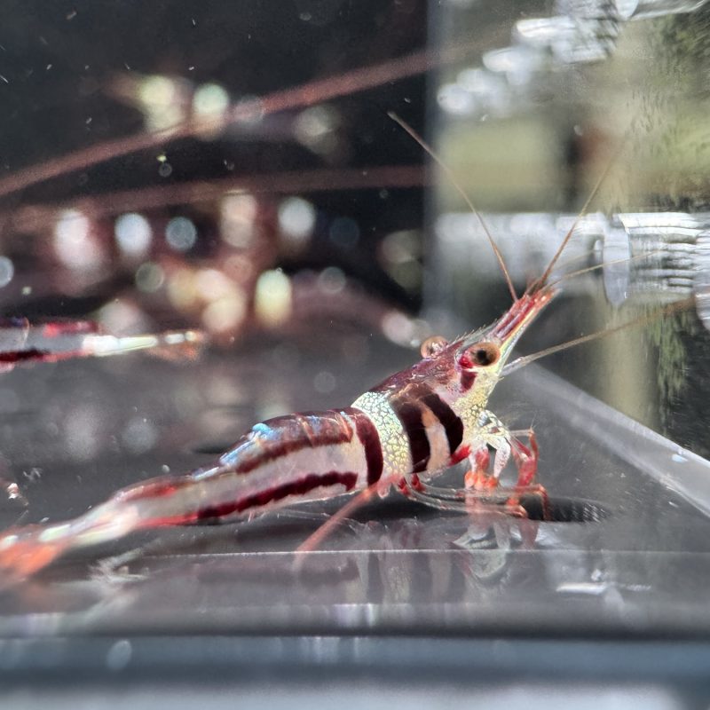 Harlequin - Sulawesi - Caridina Woltereckae - Khăn Quàng Cổ