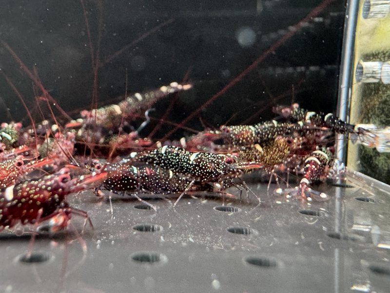 Mini Blue - Sulawesi - Caridina Loehae - Hình ảnh 4
