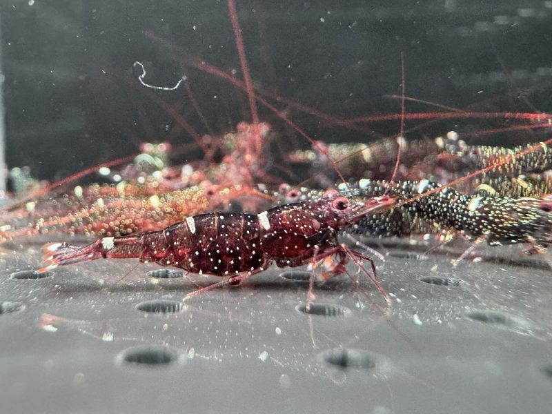 Mini Blue - Sulawesi - Caridina Loehae - Hình ảnh 6