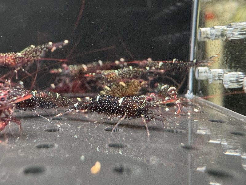 Mini Blue - Sulawesi - Caridina Loehae