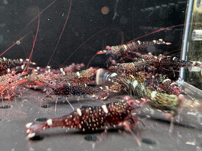 Mini Blue - Sulawesi - Caridina Loehae - Hình ảnh 3