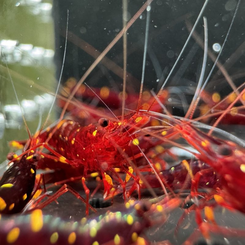 Yellow Cheek - Sulawesi - Caridina Spinata