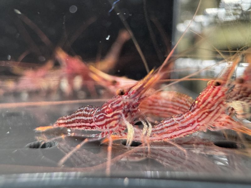 Red Line Yellow Tail - Sulawesi - Caridina Striata