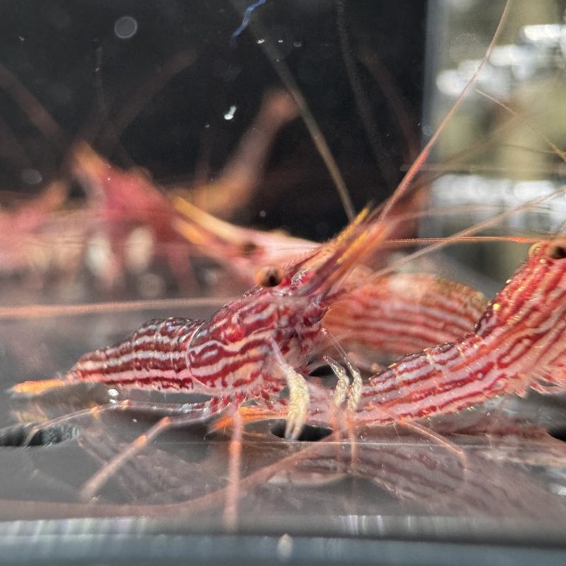Red Line Yellow Tail - Sulawesi - Caridina Striata