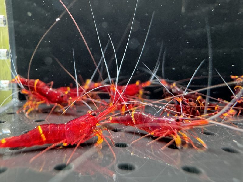 Yellow Strip - Sulawesi - Caridina Spinata - Ảnh 2