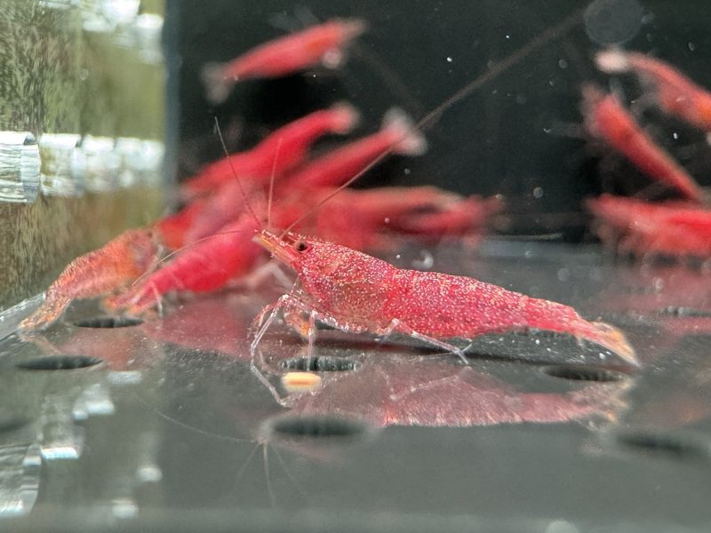 Extreme Tiny Red - Sulawesi - Sinh Sản - Hình ảnh 3