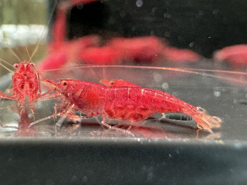 Extreme Tiny Red - Sulawesi - Sinh Sản - Hình ảnh 4