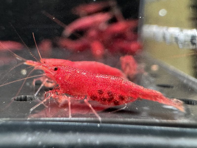 Mini Red - Sulawesi - Adult