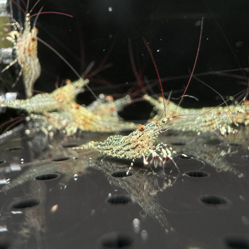 White Orchid - Sulawesi - Caridina Poso Klotz