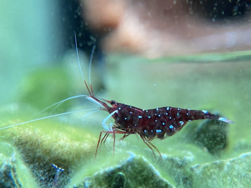 White Socks - Sulawesi - Caridina Dennerli - Chân Trắng - Ảnh 2