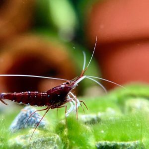 White Socks - Sulawesi - Caridina Dennerli - Chân Trắng