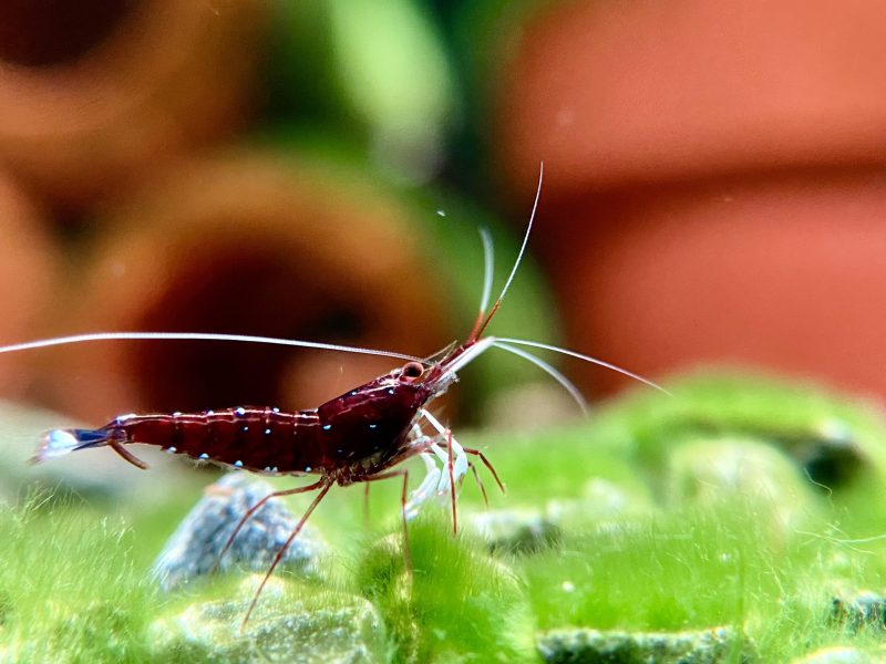 White Socks - Sulawesi - Caridina Dennerli - Chân Trắng
