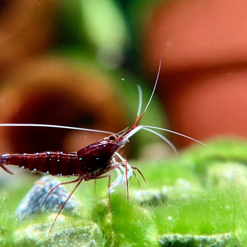 White Socks - Sulawesi - Caridina Dennerli - Chân Trắng