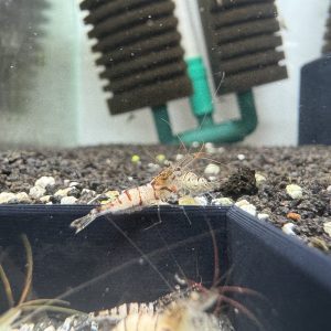 Snow White - Sulawesi - Caridina sp. - Snow Zebra - Ảnh 5
