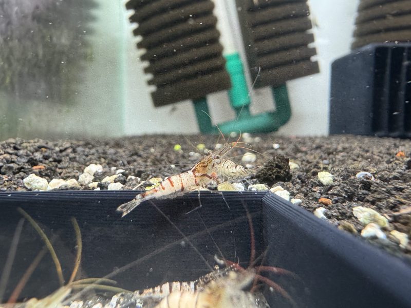 Snow White - Sulawesi - Caridina sp. - Snow Zebra - Ảnh 5