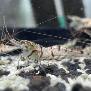 Snow White - Sulawesi - Caridina sp. - Snow Zebra - Ảnh 7