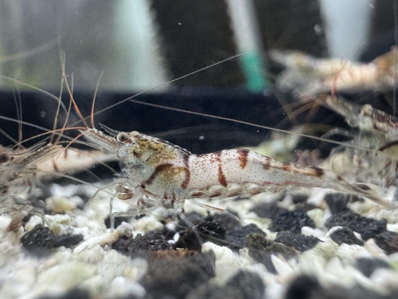 Snow White - Sulawesi - Caridina sp. - Snow Zebra - Ảnh 7