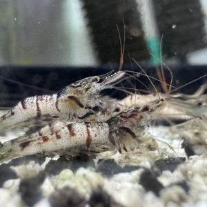Snow White - Sulawesi - Caridina sp. - Snow Zebra - Ảnh 3