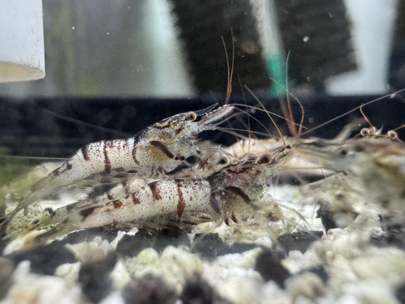 Snow White - Sulawesi - Caridina sp. - Snow Zebra - Ảnh 3