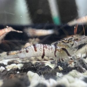 Snow White - Sulawesi - Caridina sp. - Snow Zebra - Ảnh 6