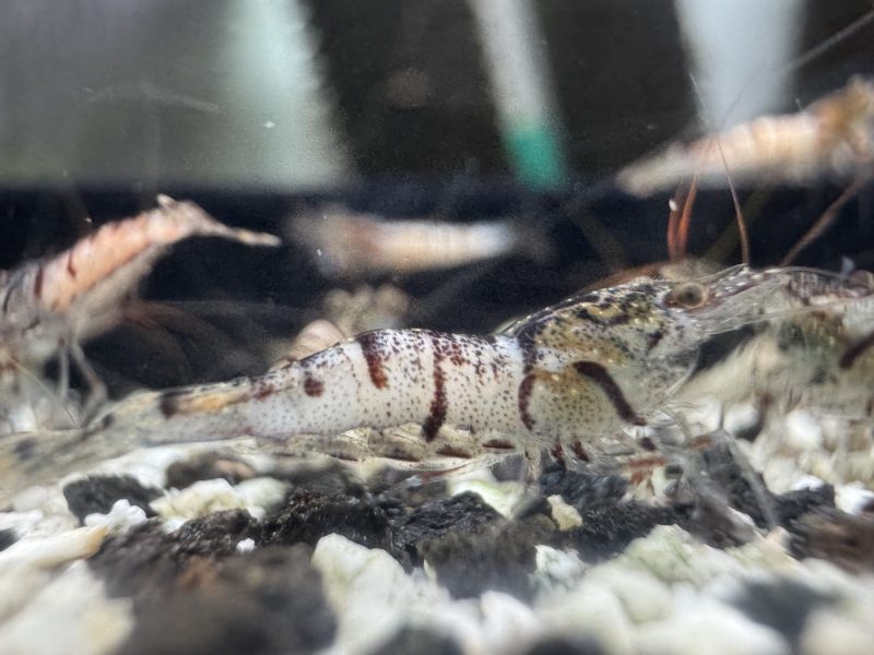 Snow White - Sulawesi - Caridina sp. - Snow Zebra - Ảnh 6