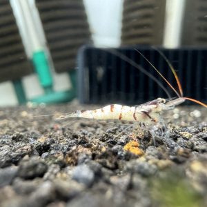 Snow White - Sulawesi - Caridina sp. - Snow Zebra - Ảnh 2