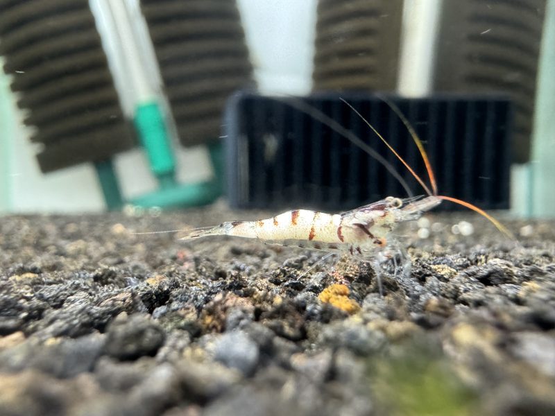 Snow White - Sulawesi - Caridina sp. - Snow Zebra - Ảnh 2