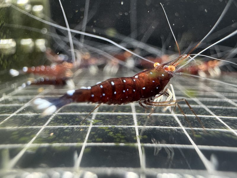 White Socks Orange Eyes - Sulawesi - Caridina Dennerli OE - Chân Trắng Mắt Cam
