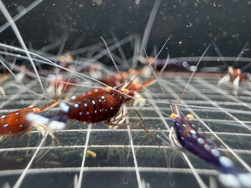 White Socks Orange Eyes - Sulawesi - Caridina Dennerli OE - Chân Trắng Mắt Cam - Ảnh 4