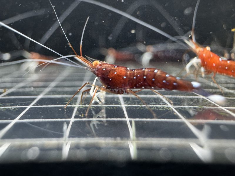 White Socks Orange Eyes - Sulawesi - Caridina Dennerli OE - Chân Trắng Mắt Cam - Ảnh 5