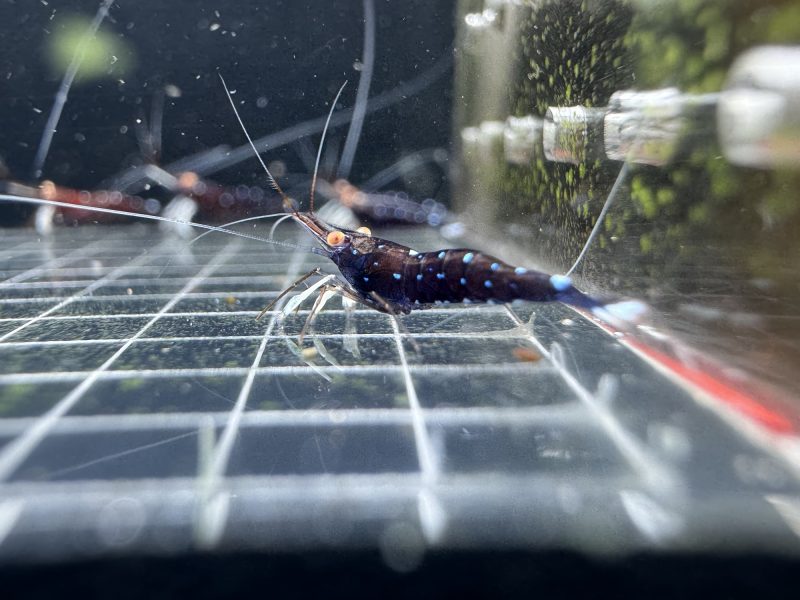 White Socks Orange Eyes - Sulawesi - Caridina Dennerli OE - Chân Trắng Mắt Cam - Ảnh 3
