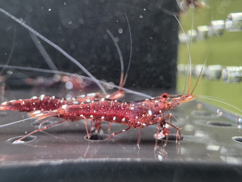 Galaxy - Sulawesi - Caridina Dennerli - Ảnh 13