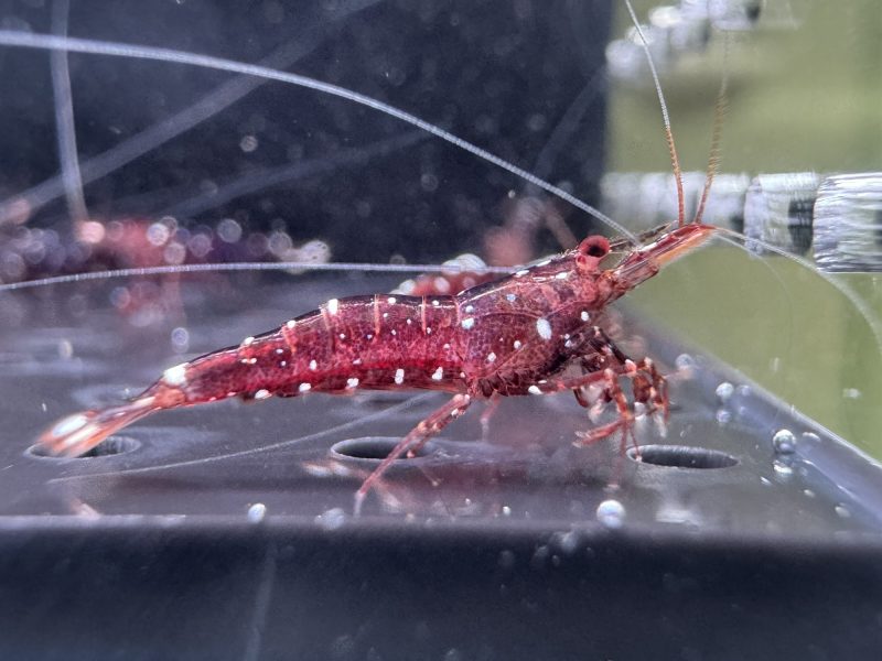 Galaxy - Sulawesi - Caridina Dennerli - Ảnh 5