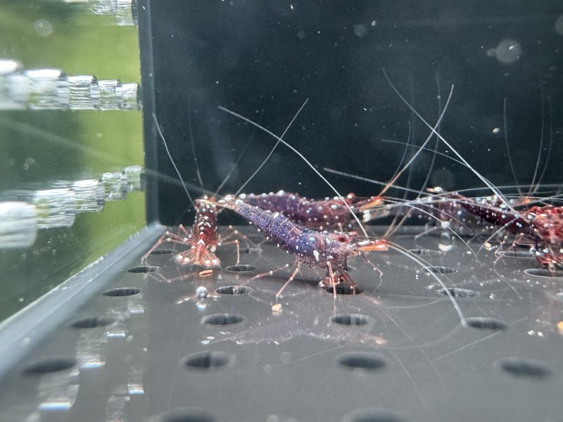 Galaxy - Sulawesi - Caridina Dennerli - Ảnh 9
