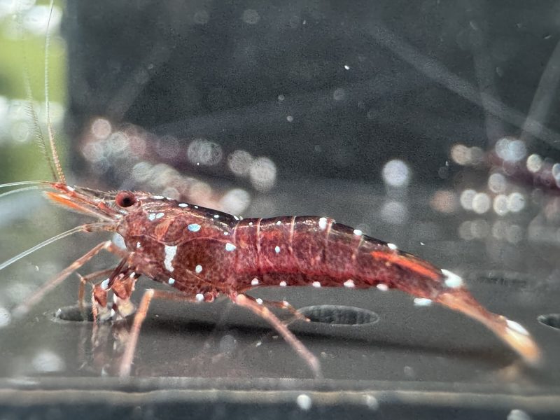 Galaxy - Sulawesi - Caridina Dennerli - Ảnh 10