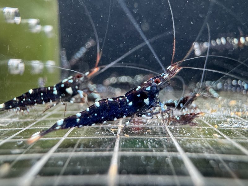 Galaxy - Sulawesi - Caridina Dennerli - Ảnh 7