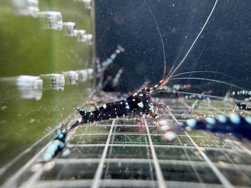Galaxy - Sulawesi - Caridina Dennerli - Ảnh 4