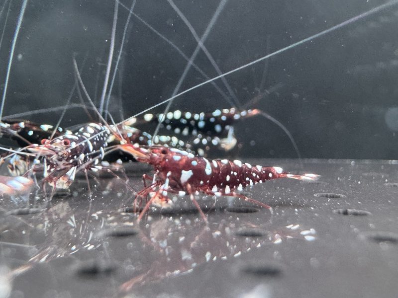 Galaxy - Sulawesi - Caridina Dennerli - Ảnh 20