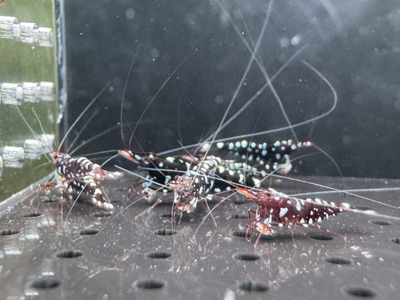Galaxy - Sulawesi - Caridina Dennerli - Ảnh 12