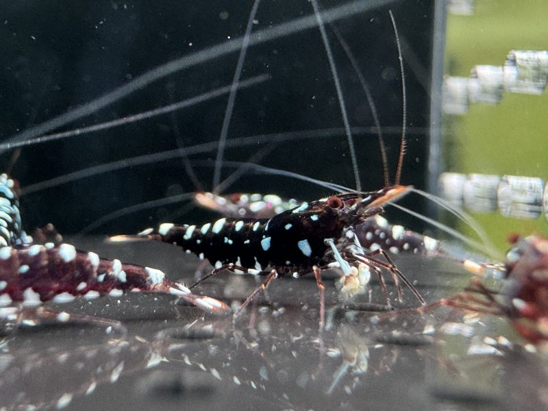Galaxy - Sulawesi - Caridina Dennerli - Ảnh 18