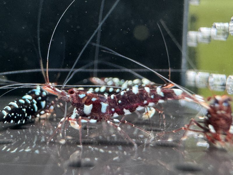 Galaxy - Sulawesi - Caridina Dennerli - Ảnh 14