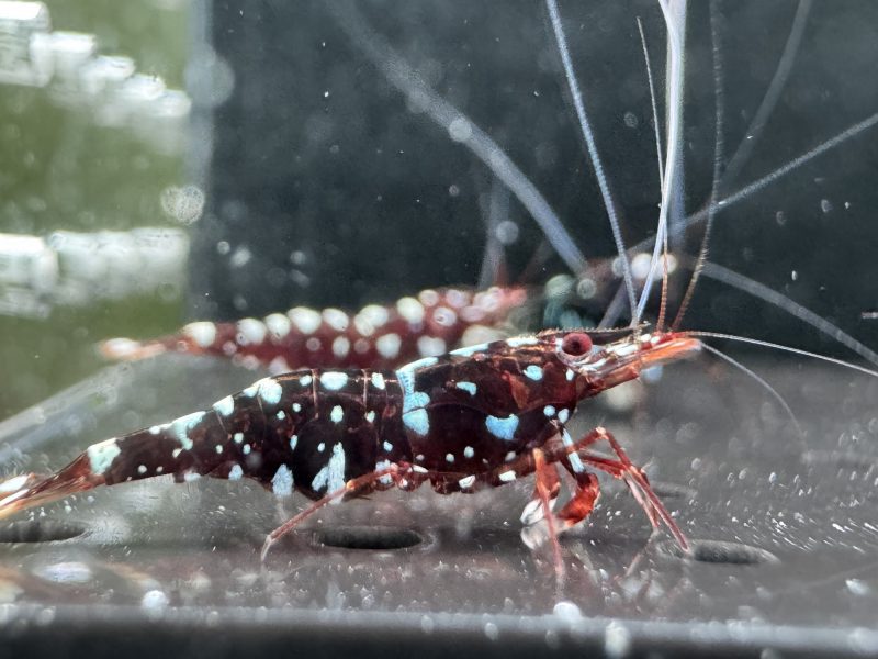 Galaxy - Sulawesi - Caridina Dennerli - Ảnh 16